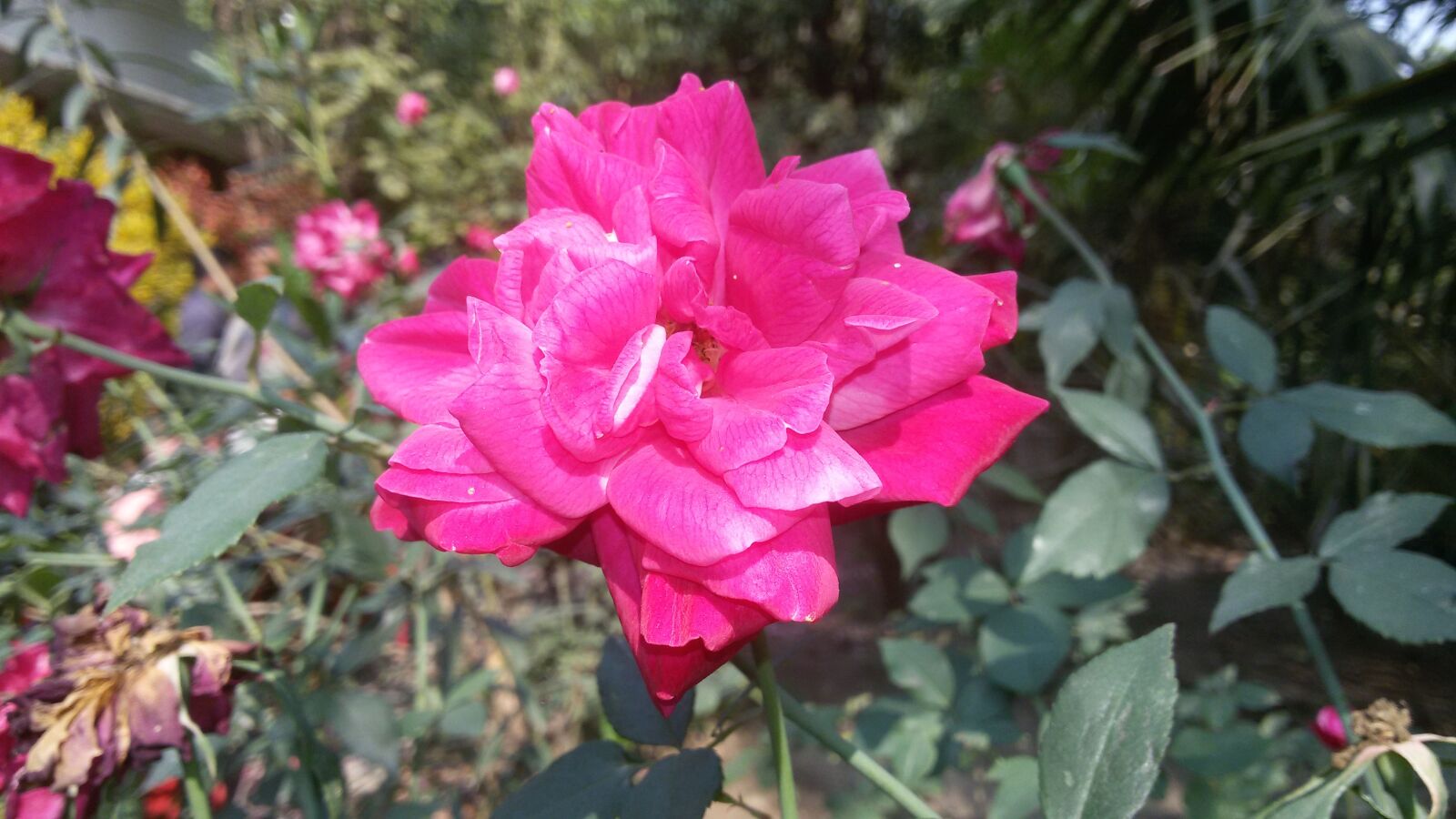Samsung Galaxy S3 Neo sample photo. Pink, rose, nature photography