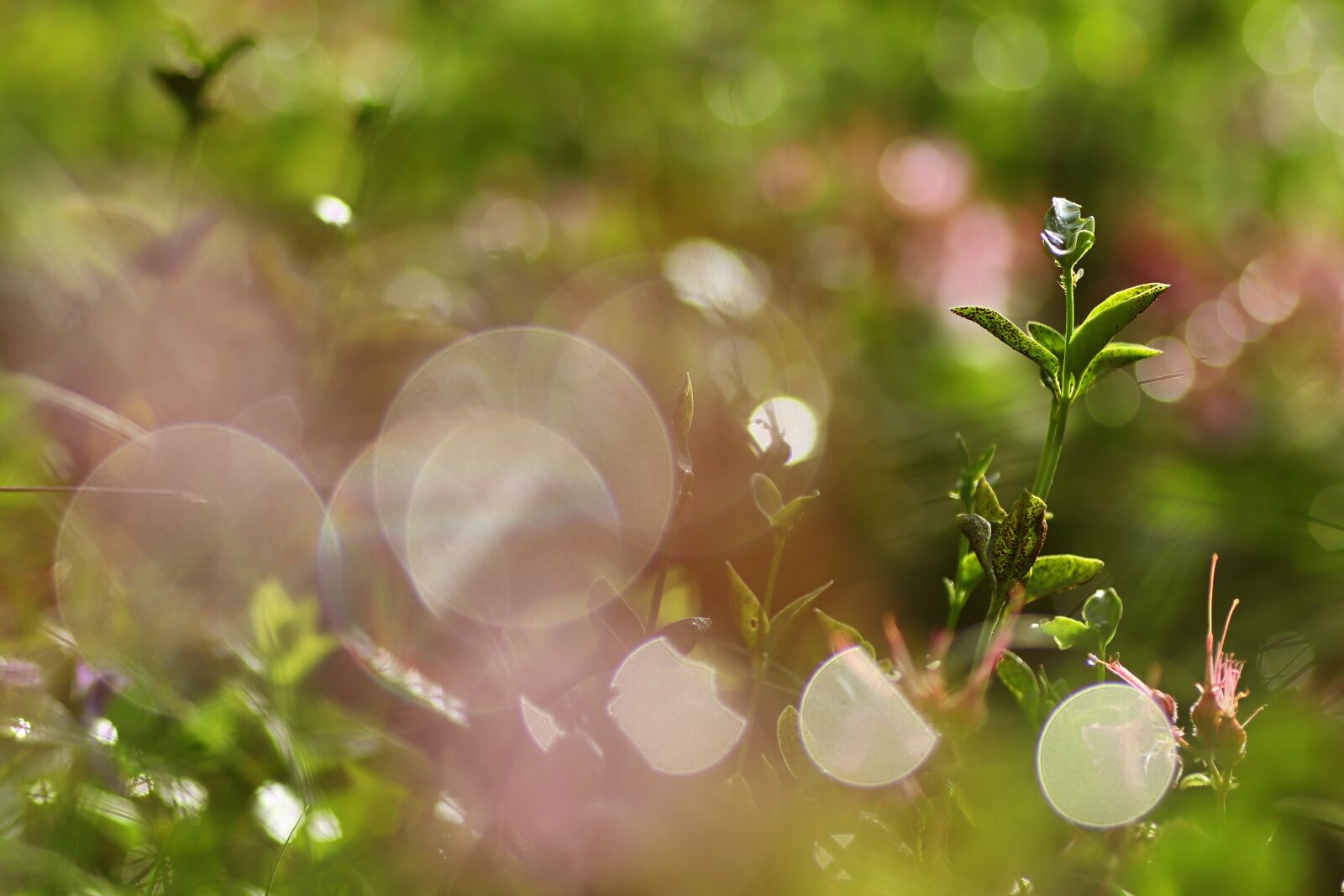 Tamron SP 90mm F2.8 Di VC USD 1:1 Macro sample photo. Morgentau, dewdrop, dew photography