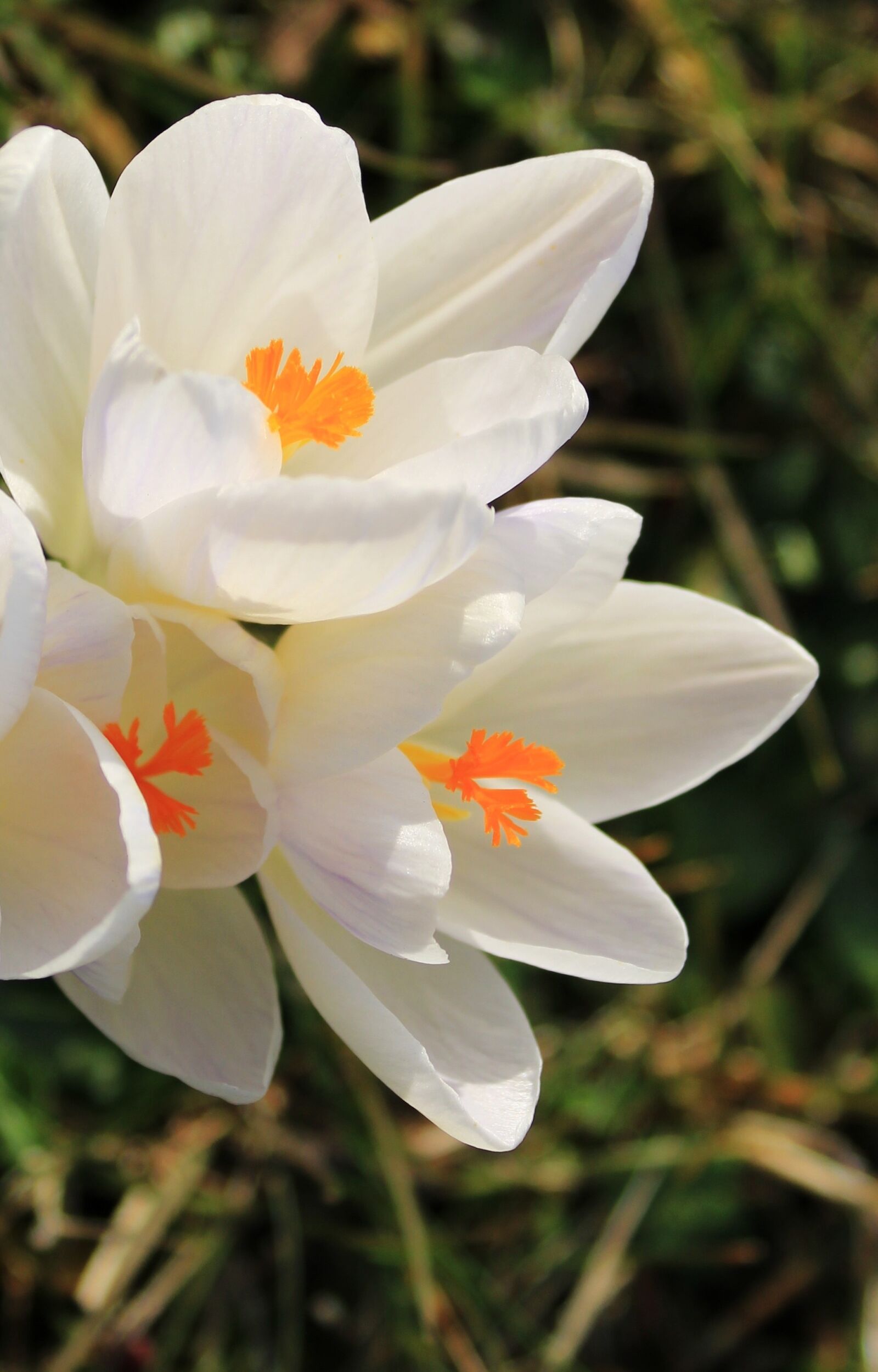 Canon EOS 2000D (EOS Rebel T7 / EOS Kiss X90 / EOS 1500D) sample photo. Crocus, white, flower photography