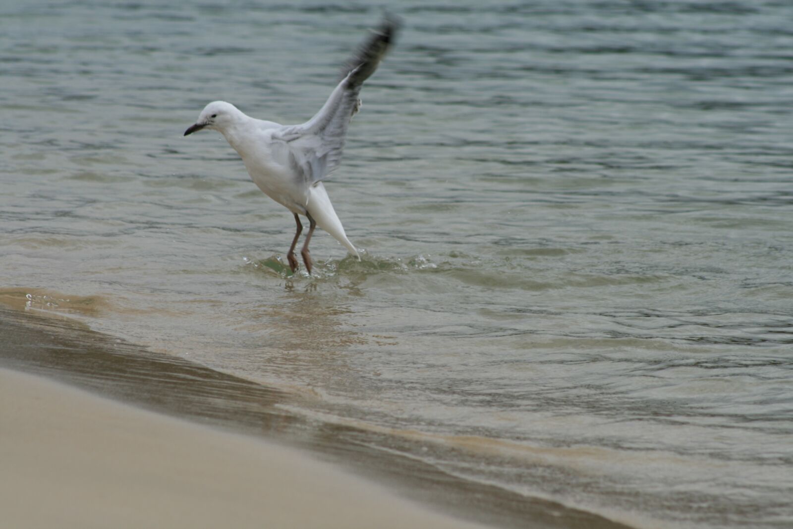 Canon EOS 400D (EOS Digital Rebel XTi / EOS Kiss Digital X) sample photo. Seagull, bird, fly photography