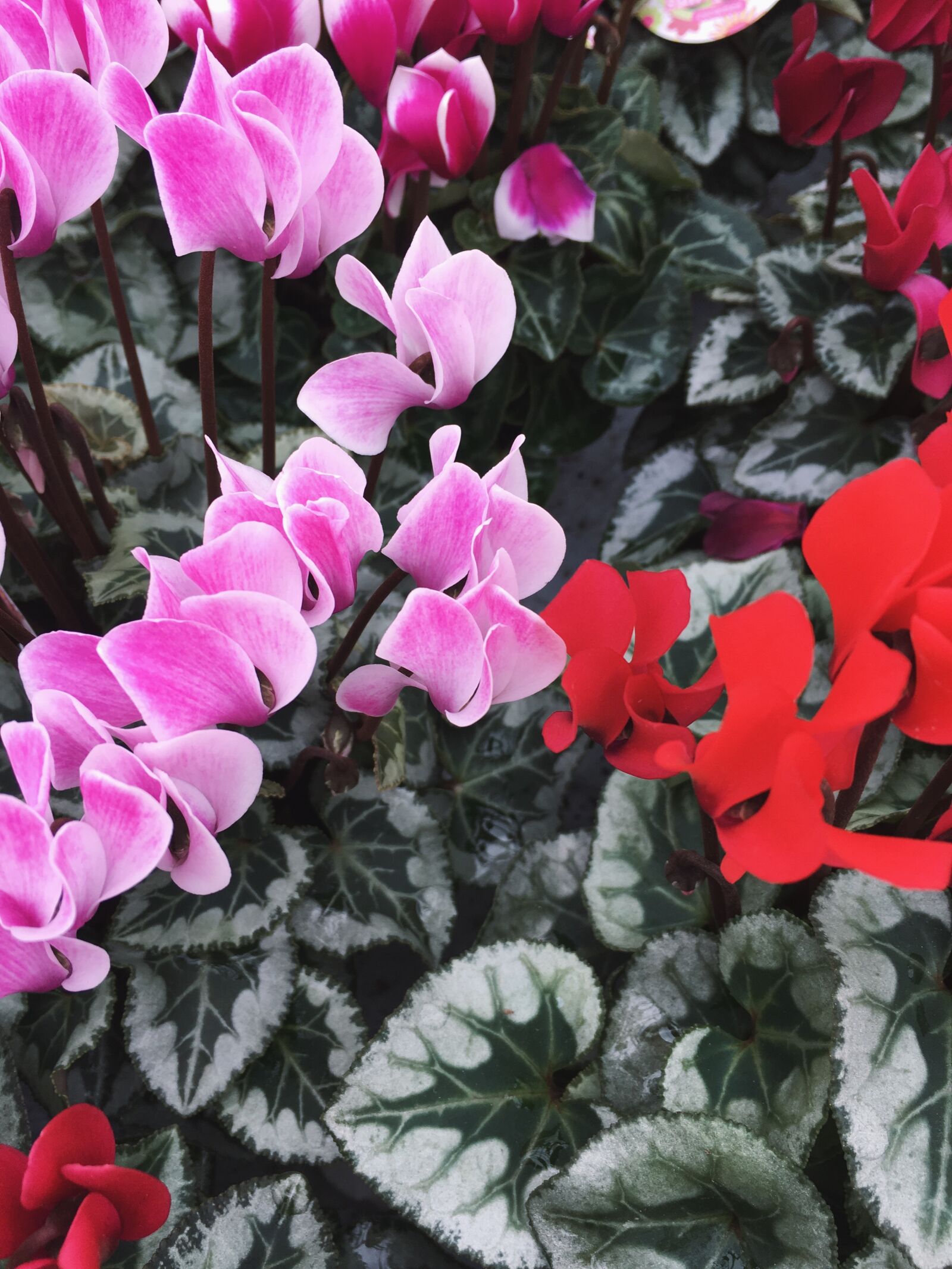 Apple iPhone 6s sample photo. Cyclamen, plant, flowers photography