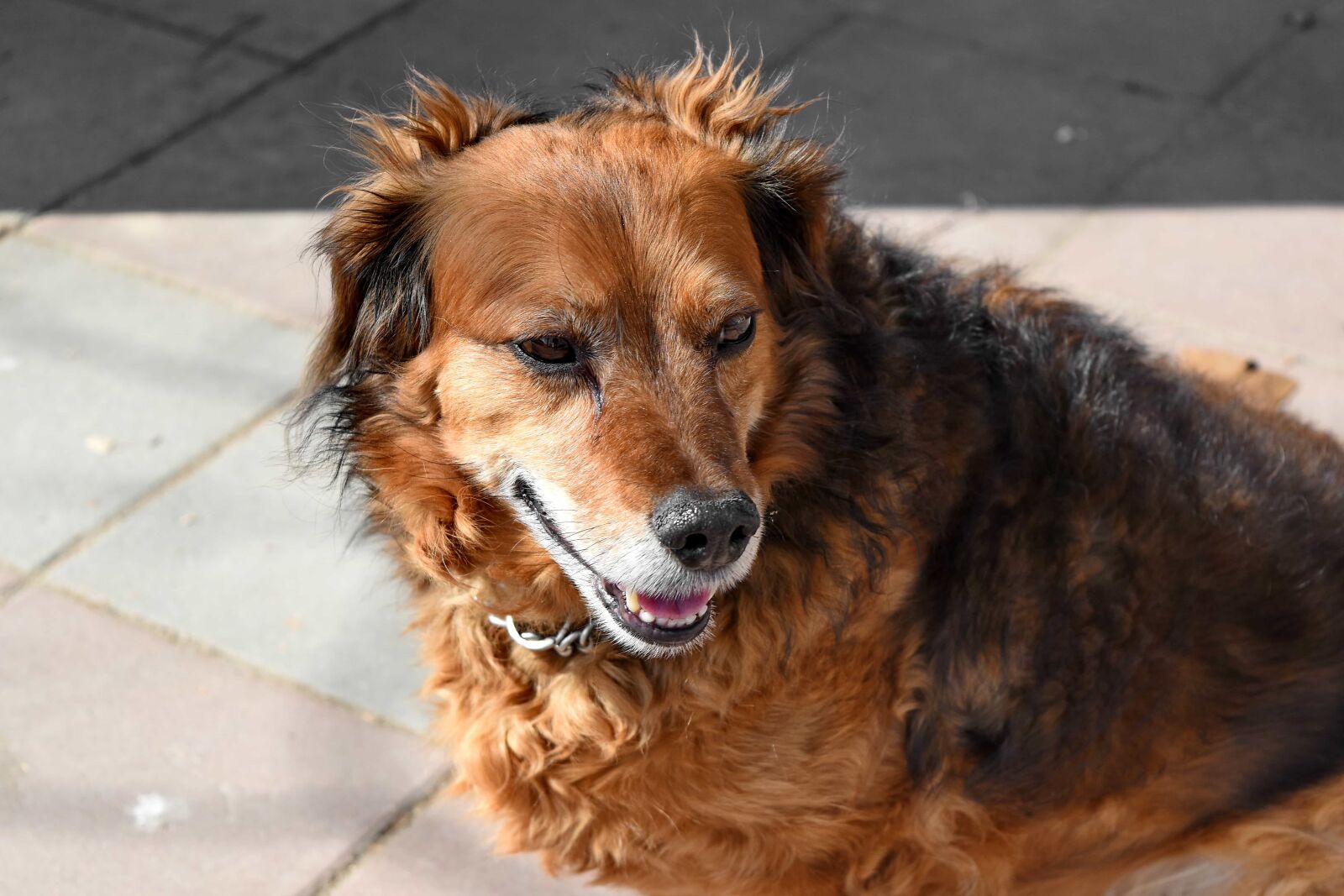 Nikon D5500 sample photo. Dogs, pedigree, purebred, adorable photography
