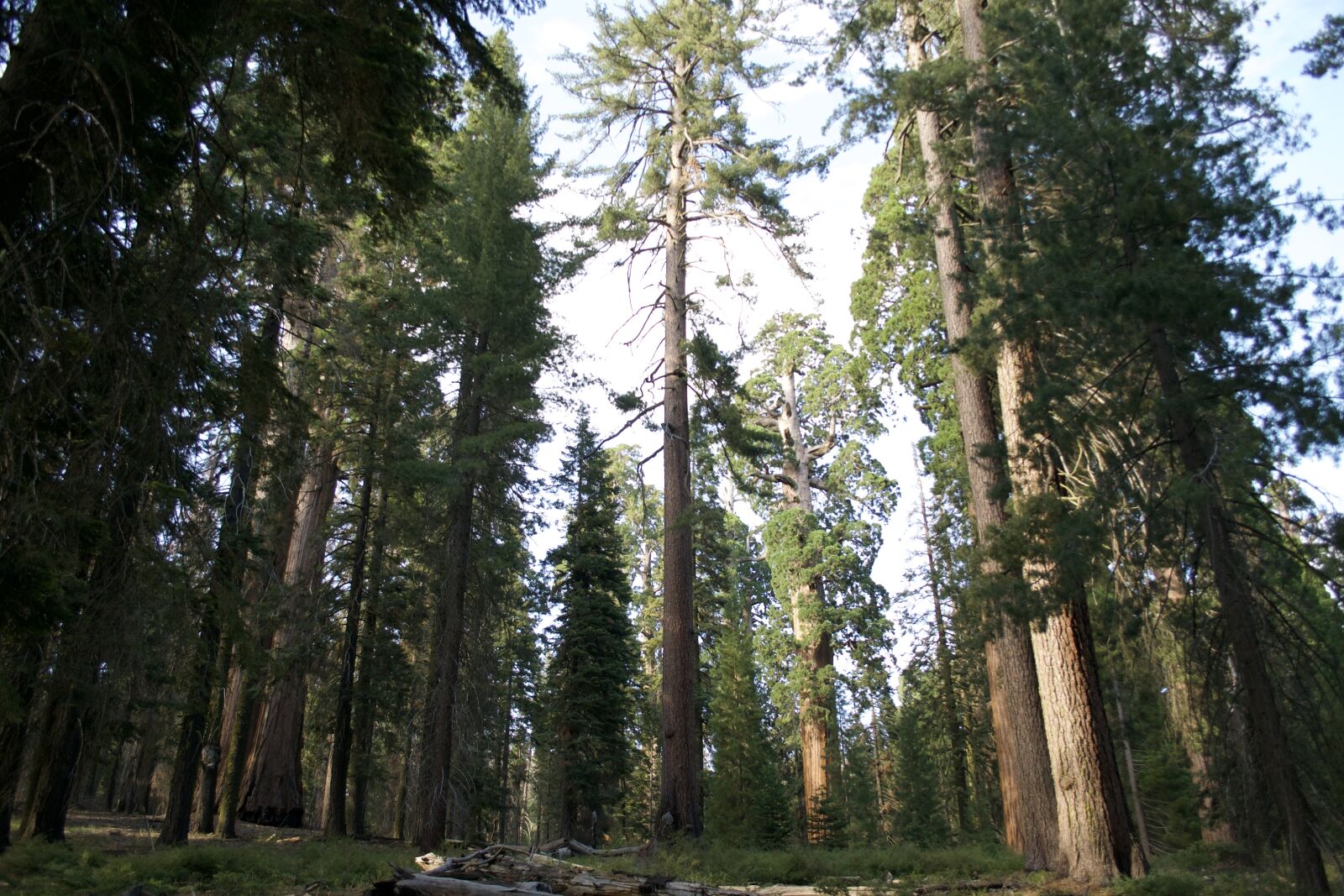 Nikon D3100 sample photo. California, sequoia, nature photography
