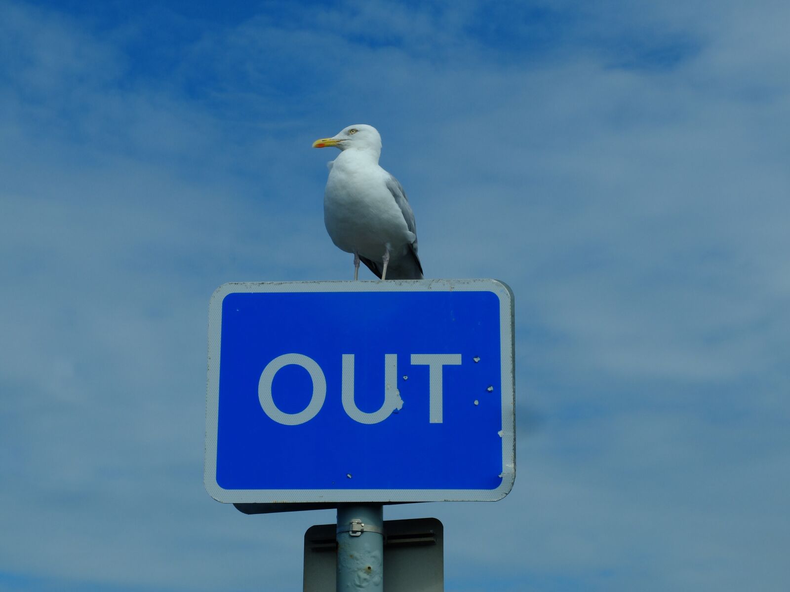 Fujifilm X20 sample photo. Seagull, bird, blue photography