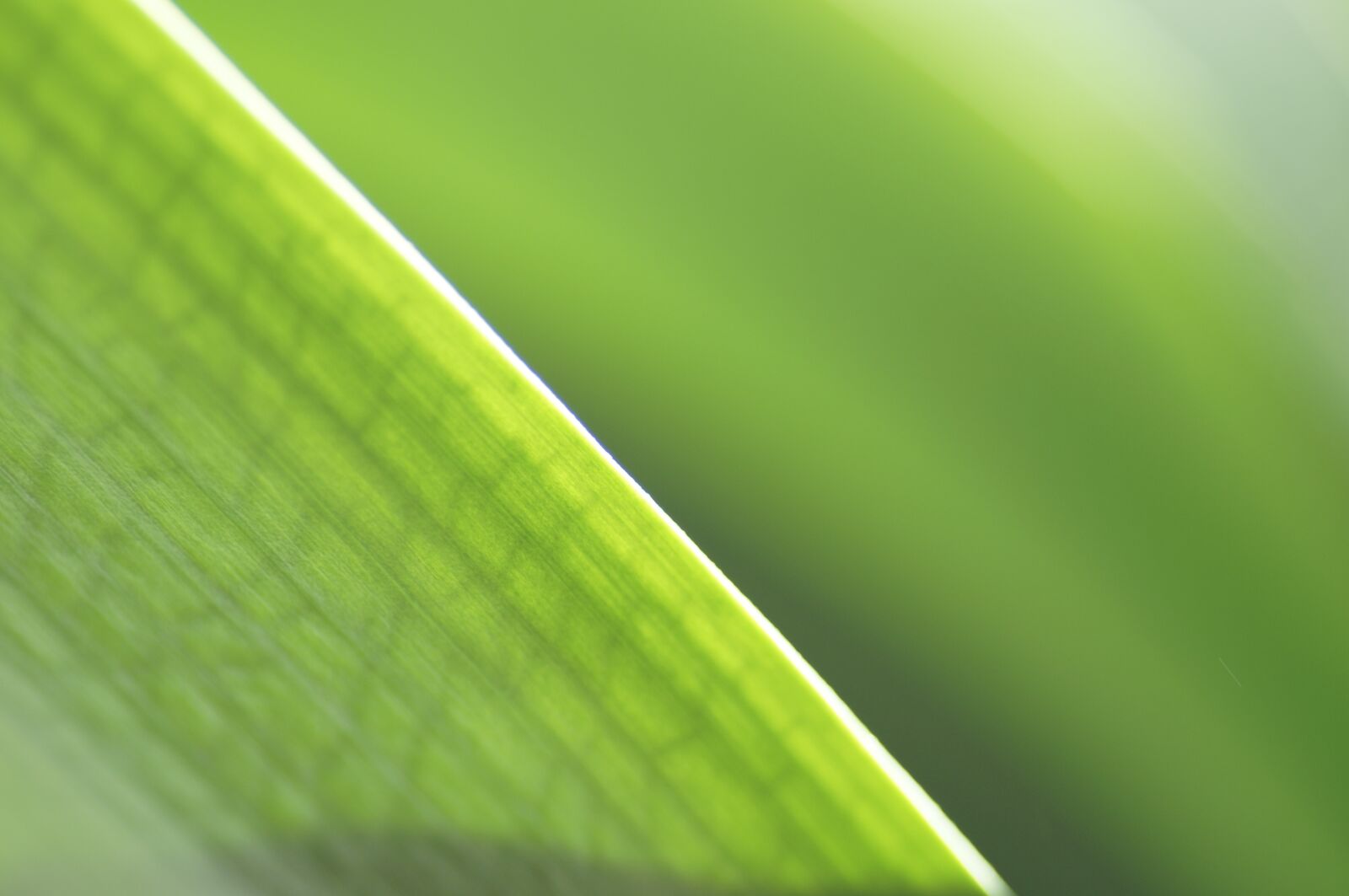 Sony SLT-A57 sample photo. Leaf, green, nature photography