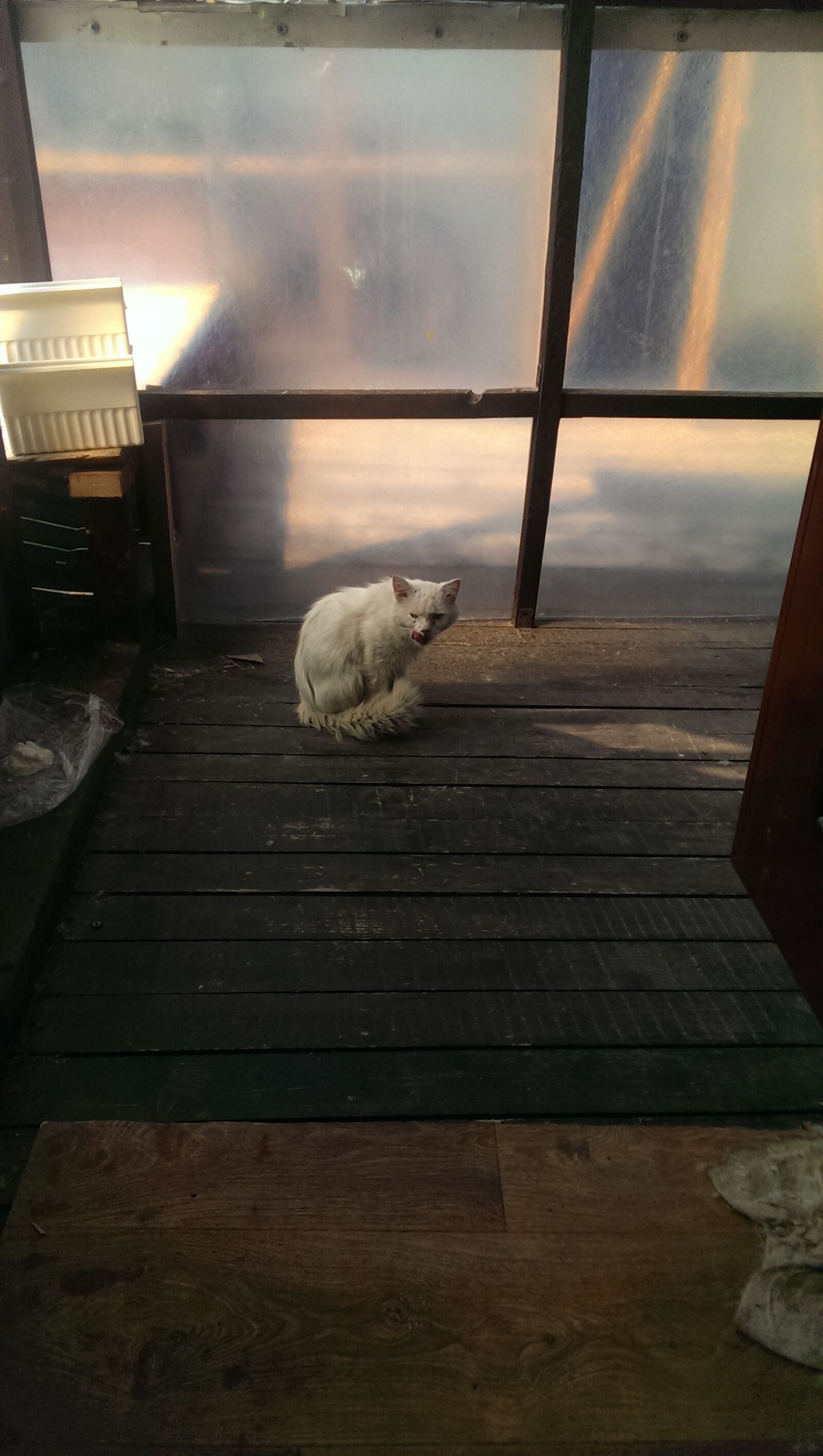 HTC ONE sample photo. Cat, dirty, white photography