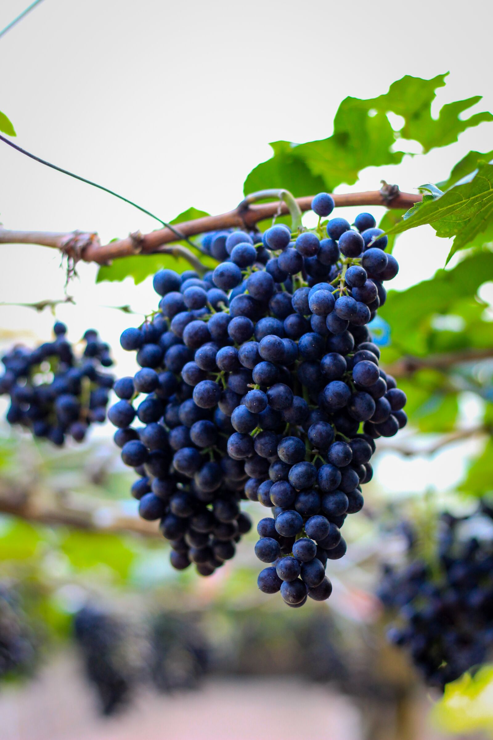 Canon EOS 700D (EOS Rebel T5i / EOS Kiss X7i) + Canon EF 50mm F1.8 STM sample photo. Grapes, fruit, a bunch photography
