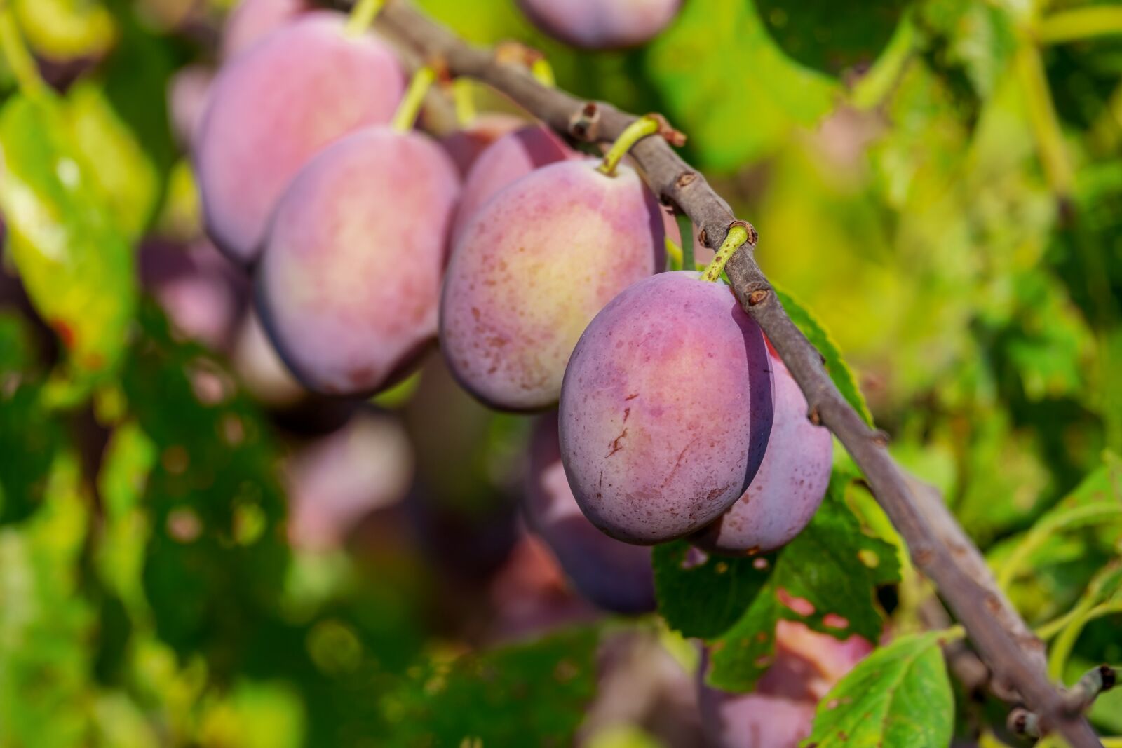 Fujifilm XF 55-200mm F3.5-4.8 R LM OIS sample photo. Plums, plum tree, fruit photography