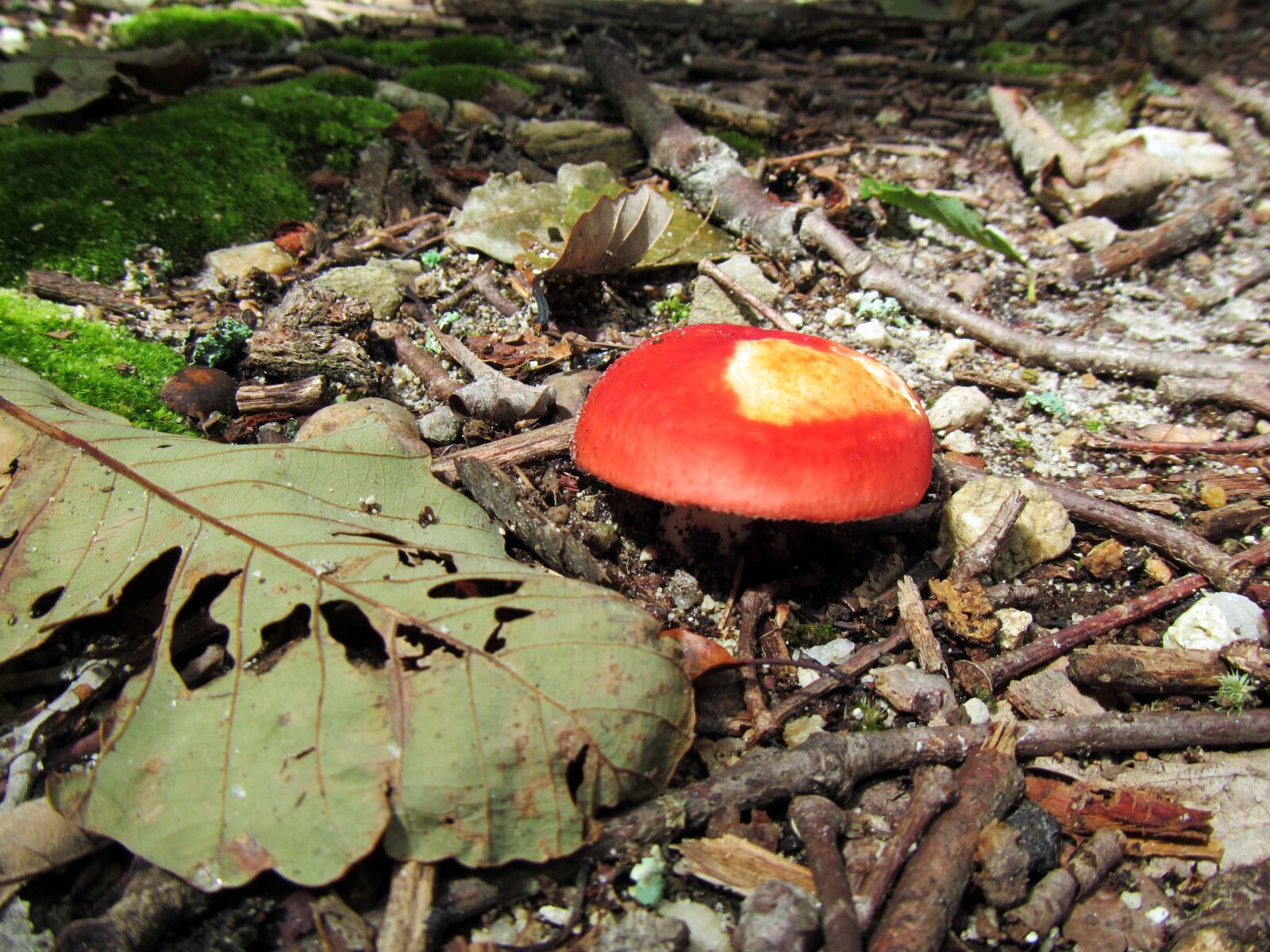 Canon PowerShot D20 sample photo. Mushroom, nature, woods photography