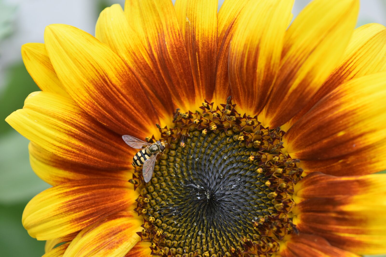 Nikon D5600 sample photo. Nature, flowers, sunflowers photography