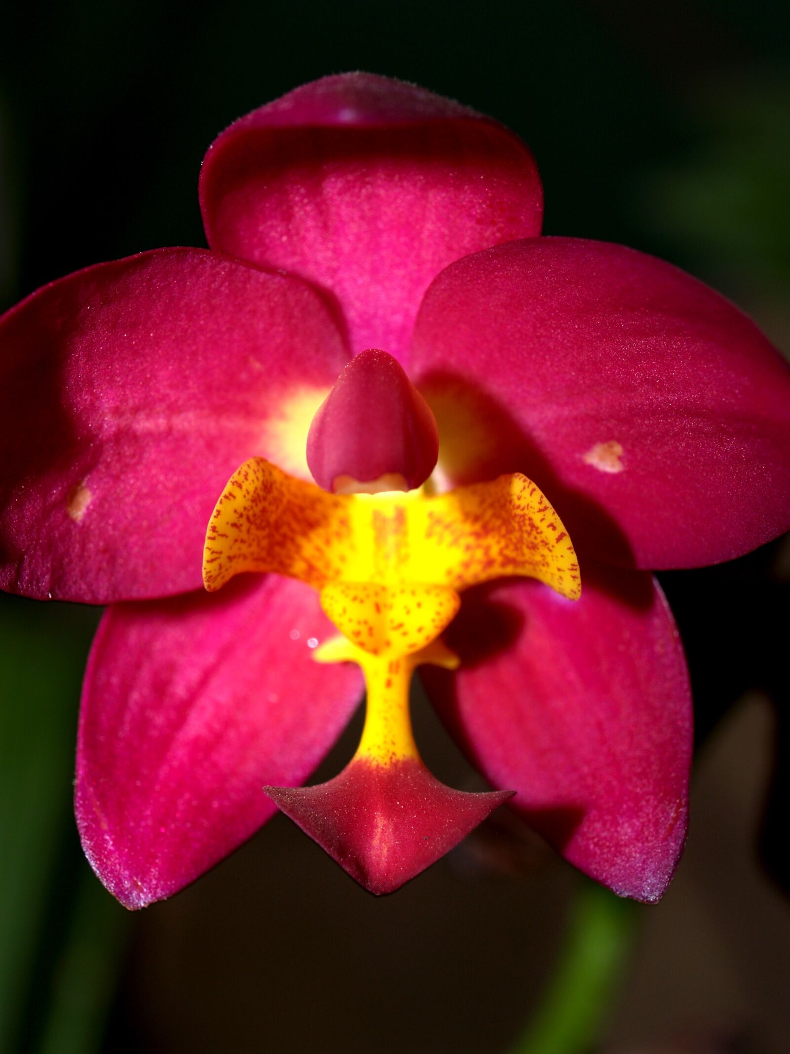 Olympus E-300 (EVOLT E-300) sample photo. Orchid, flower, bright photography