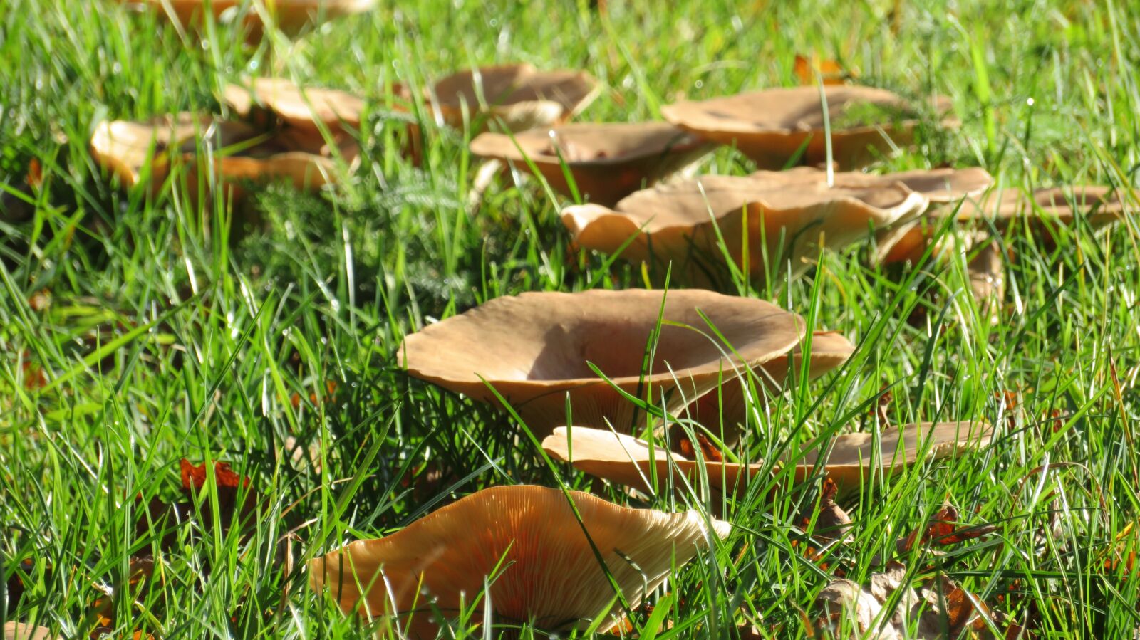 Canon PowerShot SX720 HS sample photo. Hexenring, mushroom ring, feenring photography