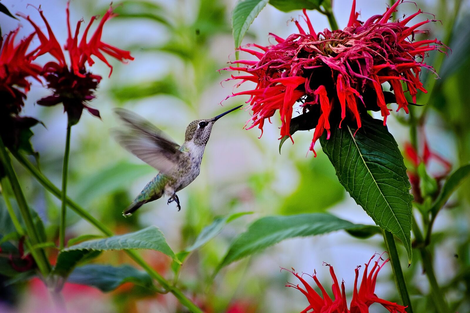 Nikon D3 sample photo. Nature, flower, flora photography