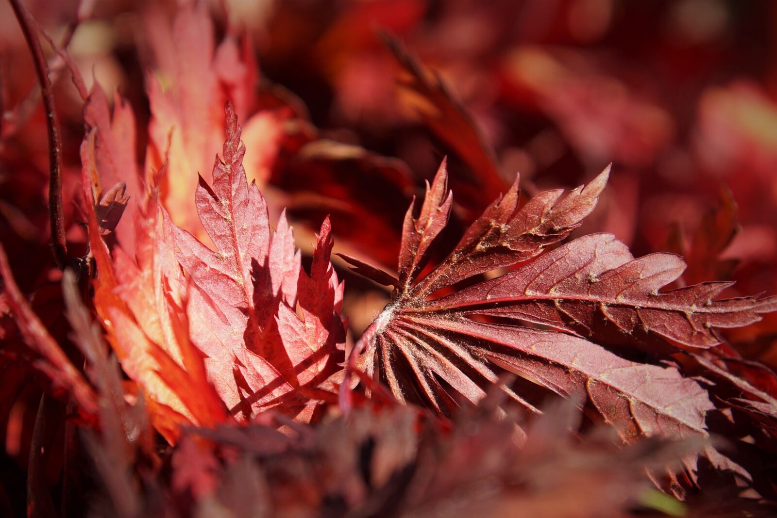 24-70mm F2.8 sample photo. Autumn, leaves, red photography