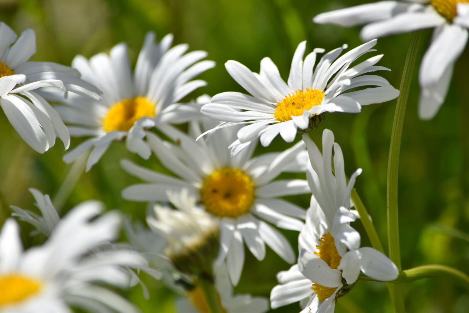 Nikon D5500 sample photo. Marguerites, daisies, white daisies photography