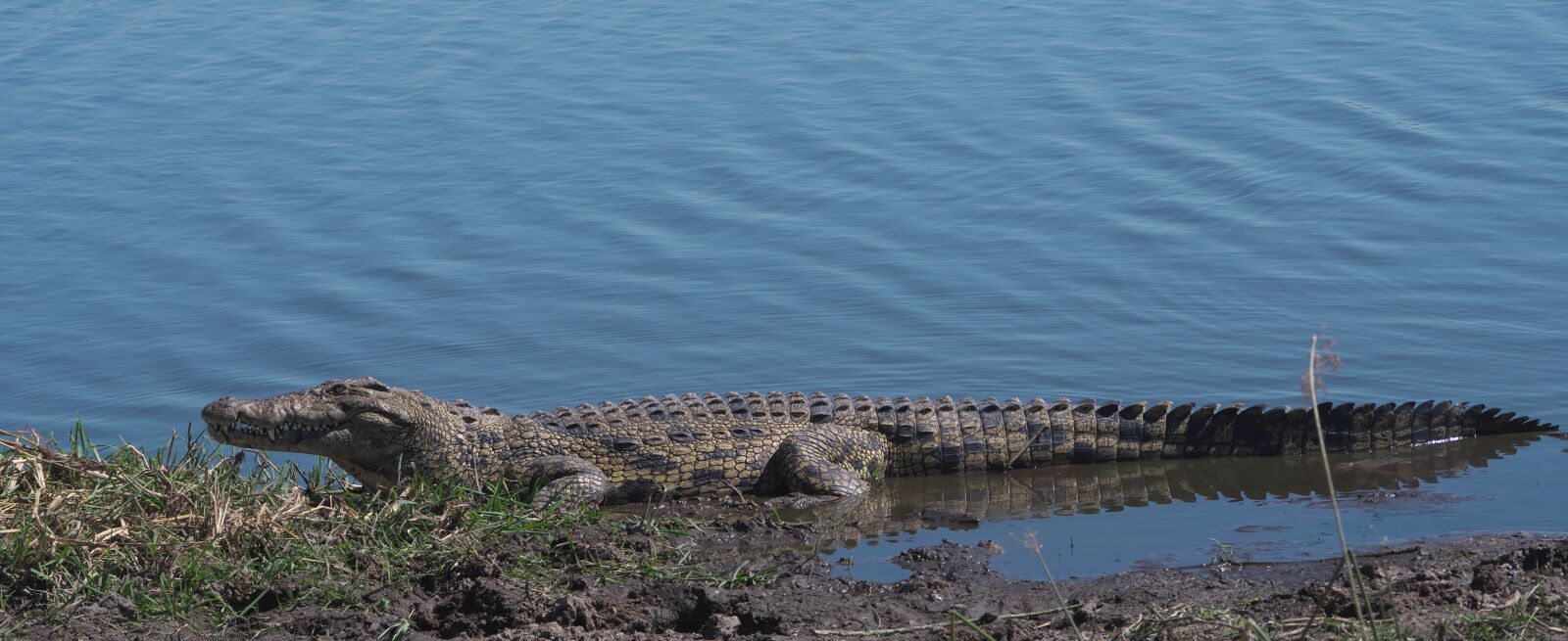 Panasonic Lumix DC-G9 sample photo. Nile crocodile, crocodile, africa photography