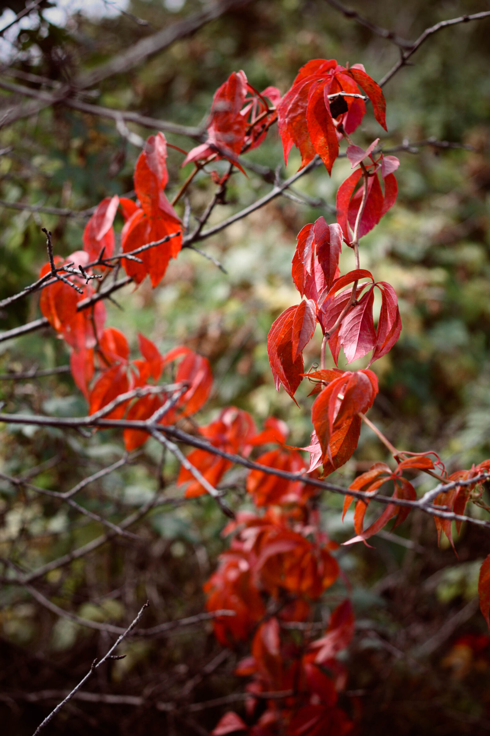 Canon EOS 450D (EOS Rebel XSi / EOS Kiss X2) sample photo. Autumn, leaves, nature, red photography
