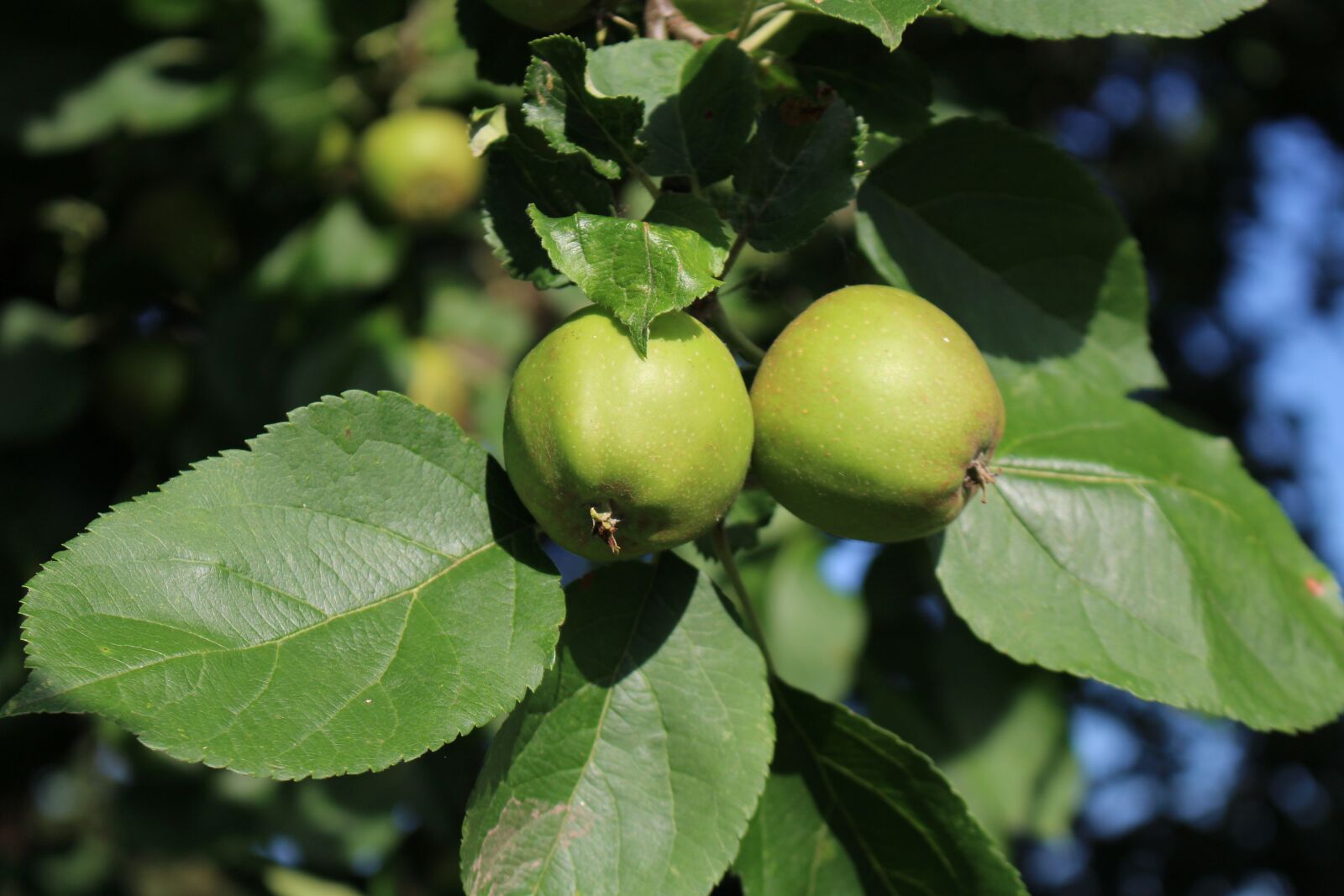 Canon EOS 100D (EOS Rebel SL1 / EOS Kiss X7) sample photo. Apple, immature, tree photography