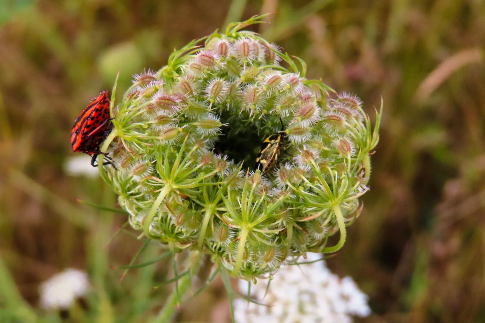 Canon PowerShot SX740 HS sample photo. Nature, plant, animals photography