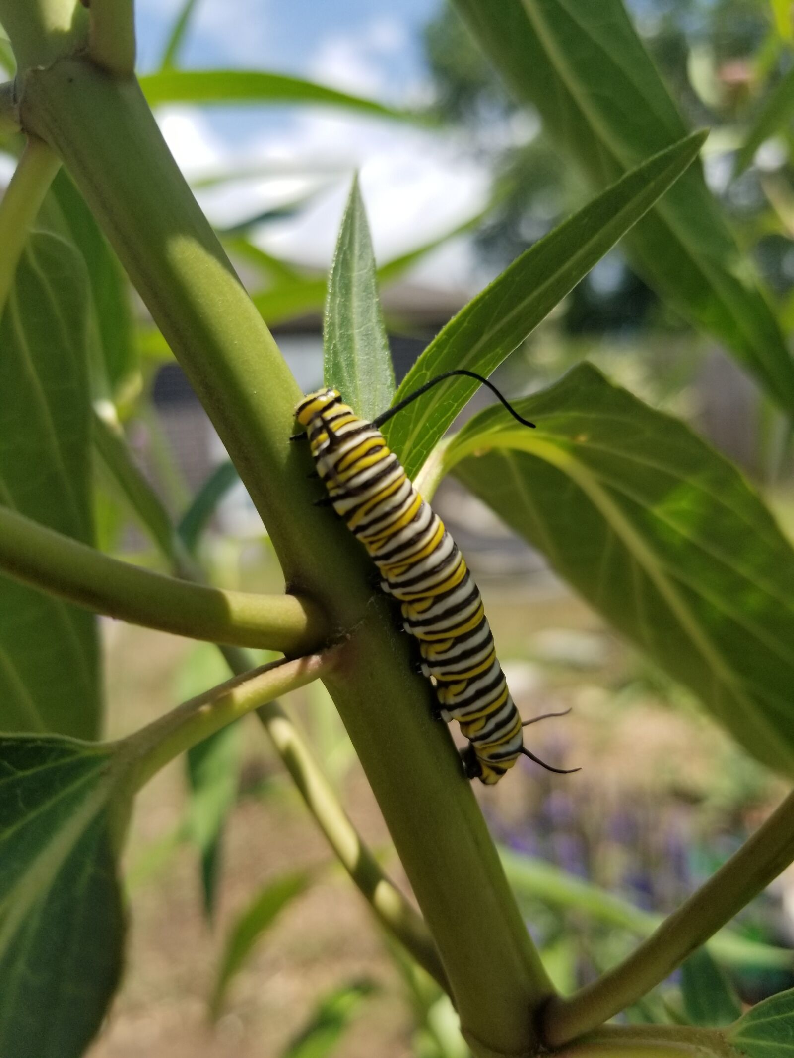 Samsung Galaxy S8 sample photo. Lepidoptera, monarch, butterfly photography