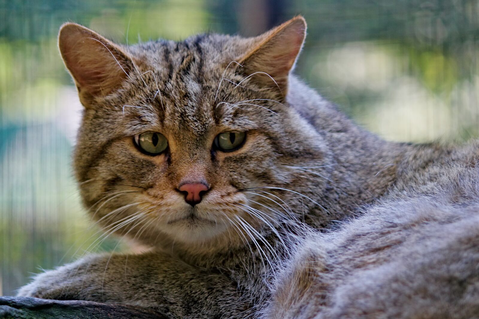 Canon EOS 550D (EOS Rebel T2i / EOS Kiss X4) sample photo. Cat, wild, sad photography