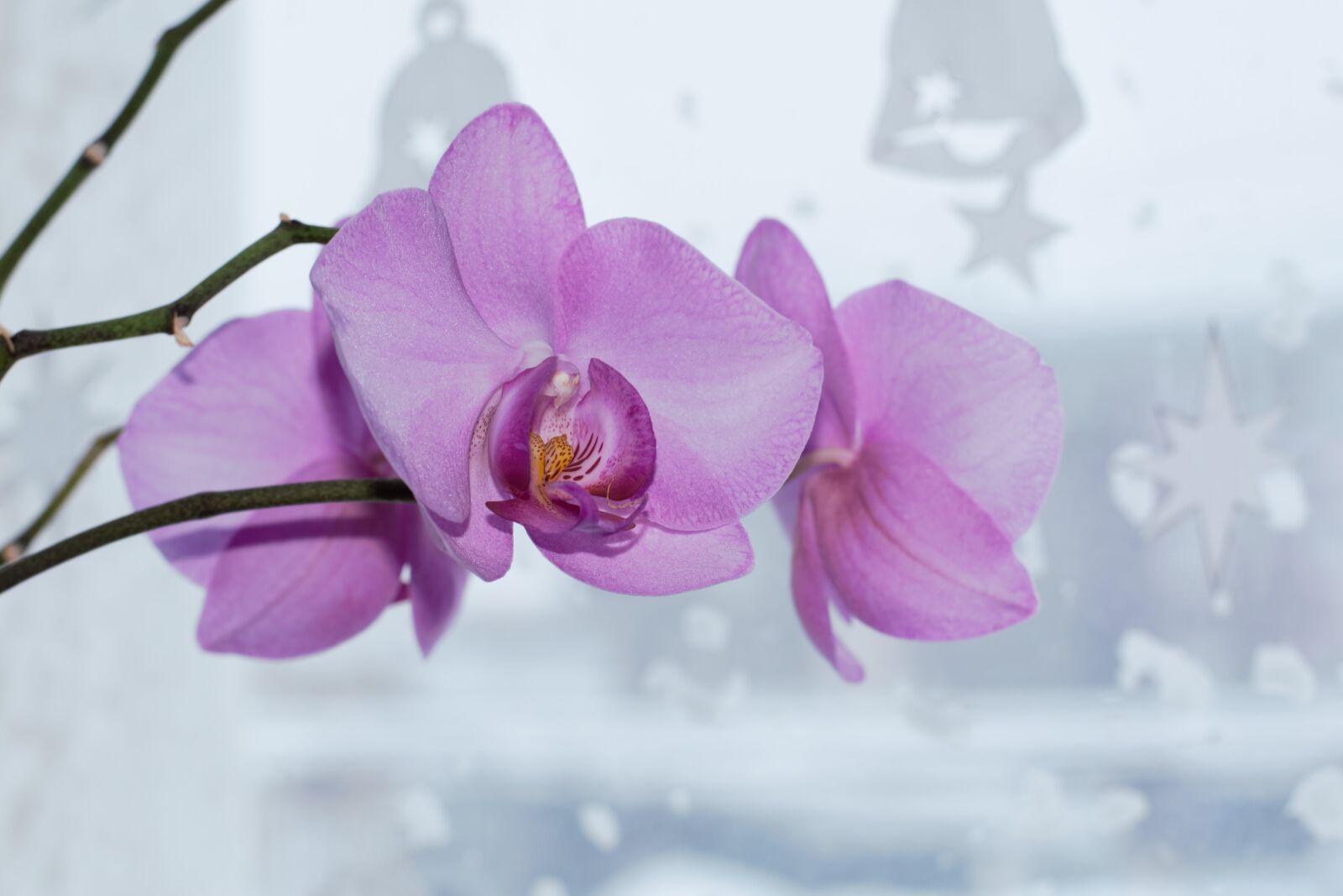 Nikon D5300 sample photo. Orchid, beautiful flower, flora photography