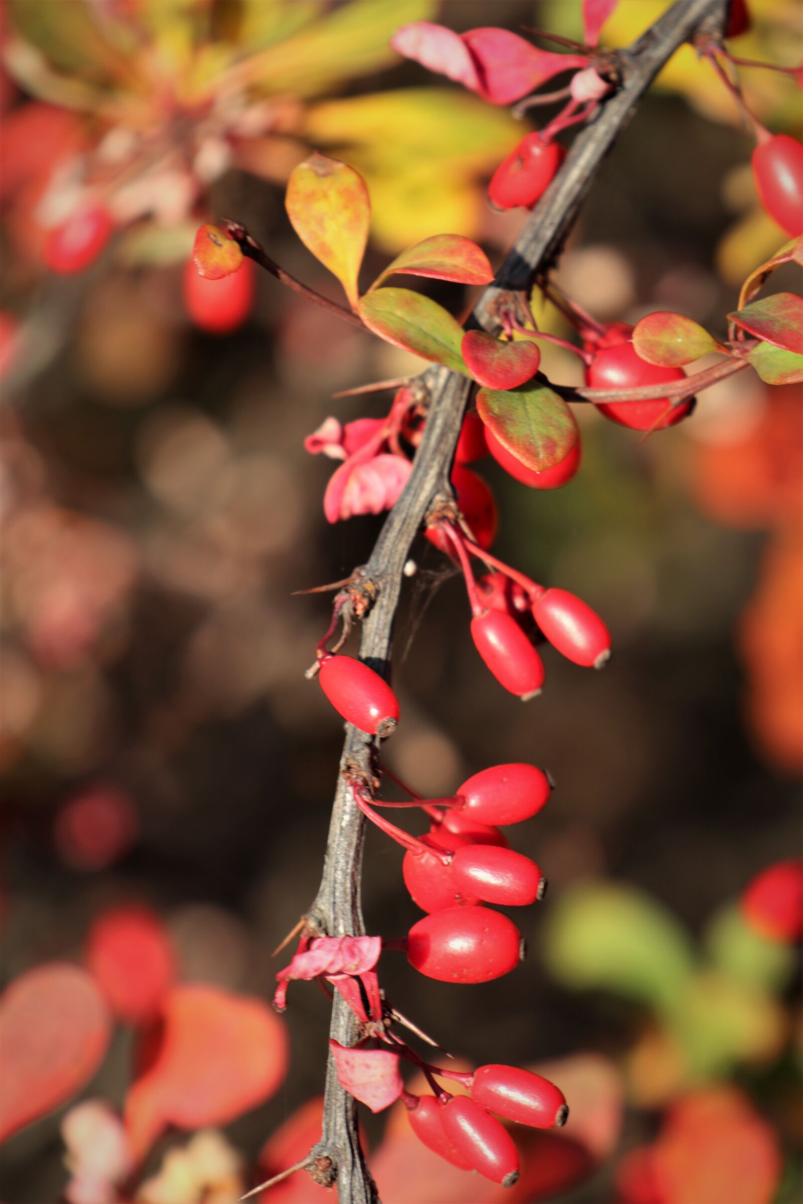 Canon EF-M 18-150mm F3.5-6.3 IS STM sample photo. Bush, branch, autumn photography
