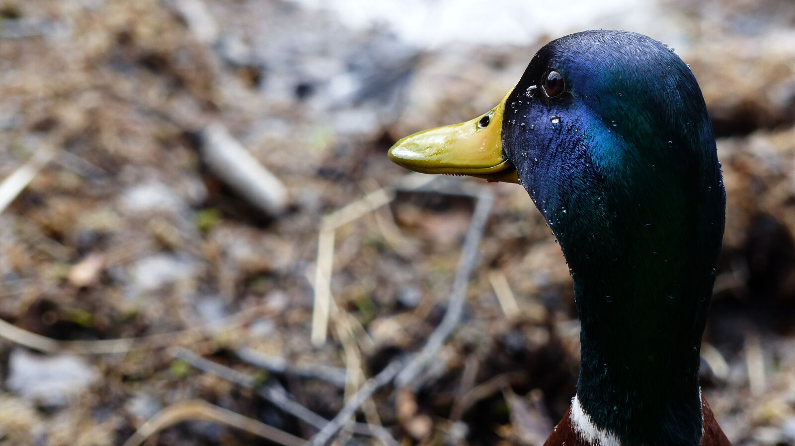 Panasonic Lumix DMC-FZ200 sample photo. Duck, nature, pond, wildlife photography