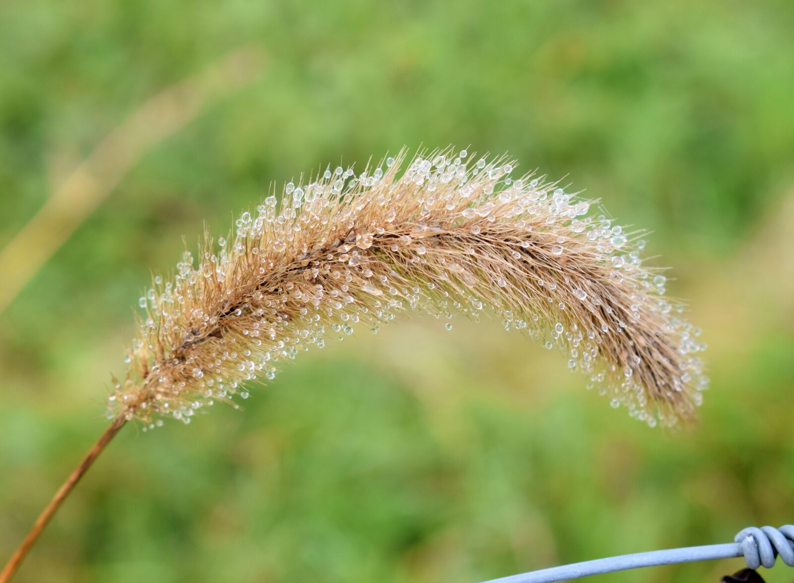 Nikon D5300 sample photo. Grass, fog, dew photography