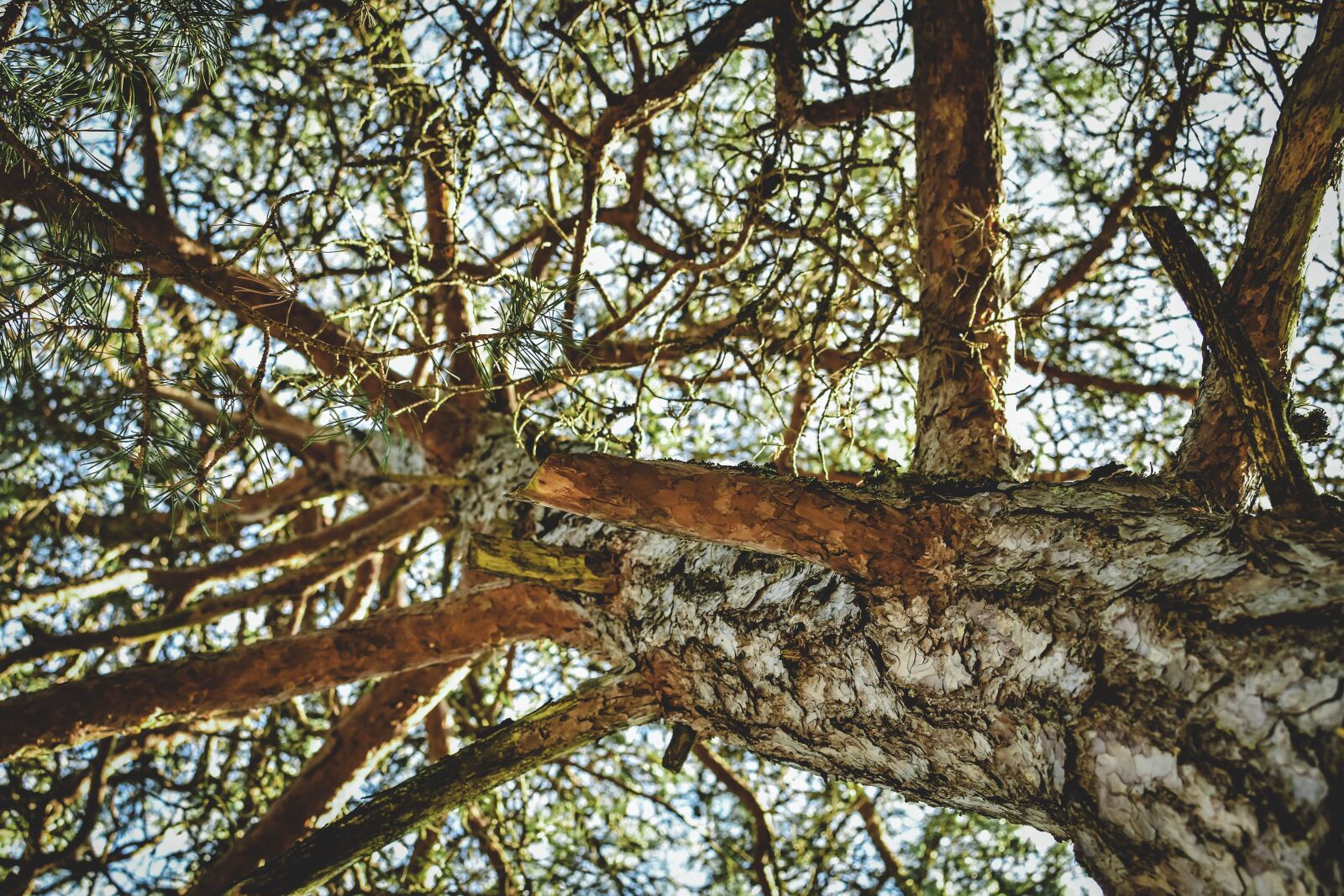 Nikon D7200 sample photo. Tree, strain, pine photography