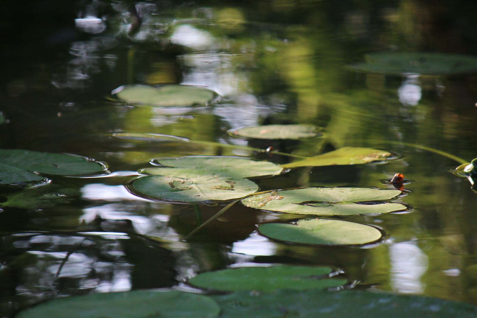 Canon EOS 70D + Canon EF-S 55-250mm F4-5.6 IS sample photo. Waterlily, water, lake photography