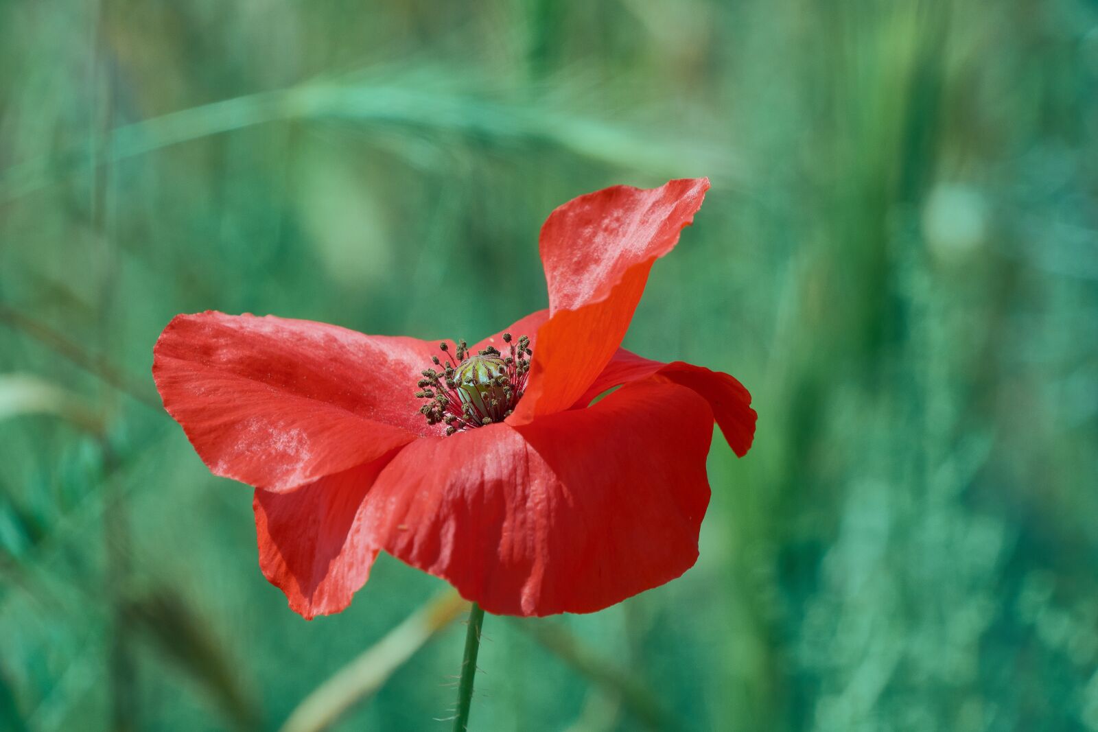 Nikon D7200 sample photo. Poppy, red, poppies photography