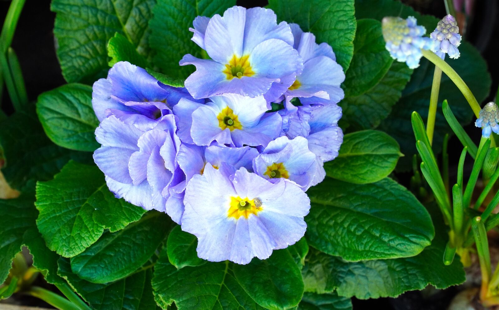 Sony E PZ 18-105mm F4 G OSS sample photo. Primroses, flowers, blossom photography