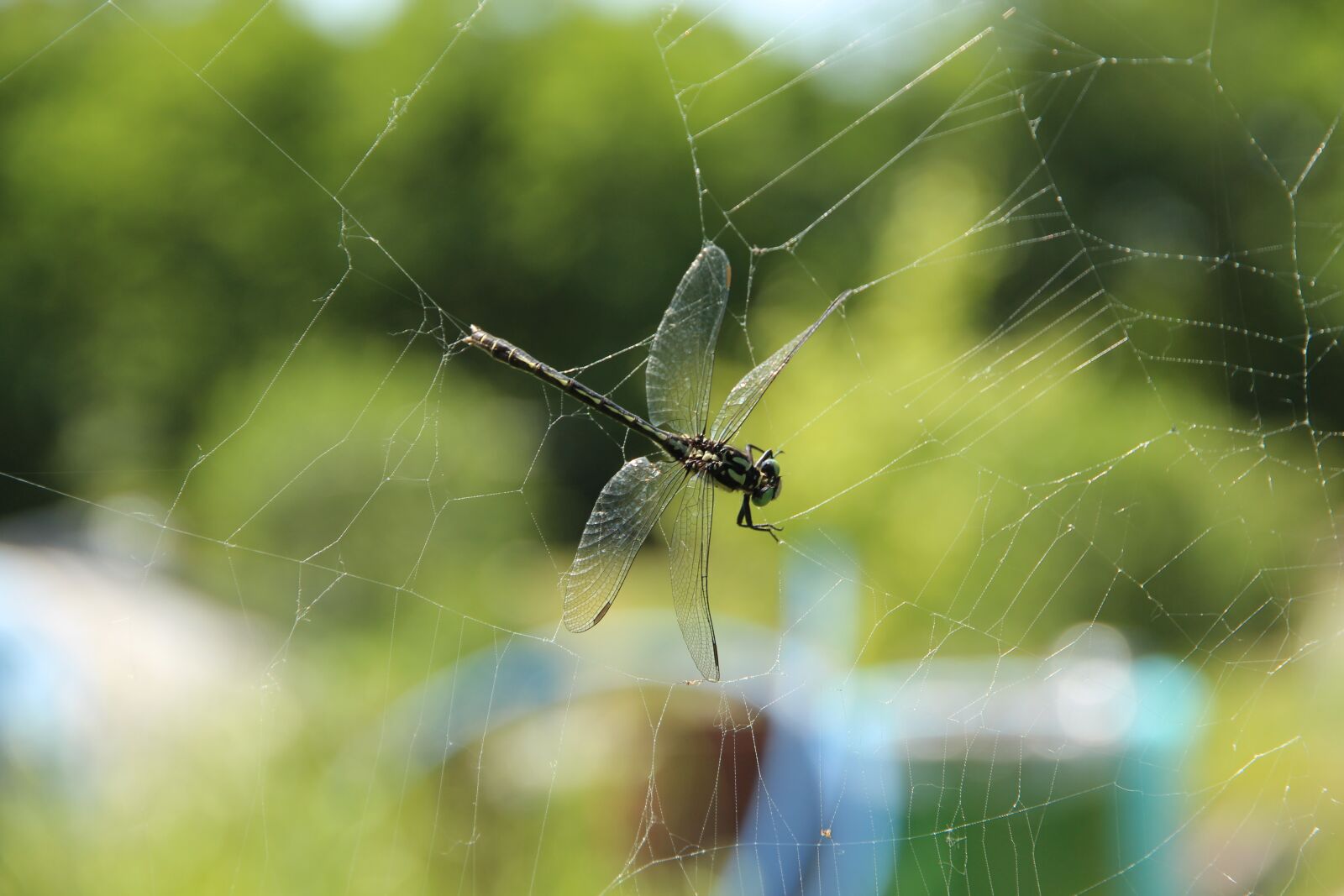Canon EF-S 15-85mm F3.5-5.6 IS USM sample photo. Spider web, dragonfly, victim photography