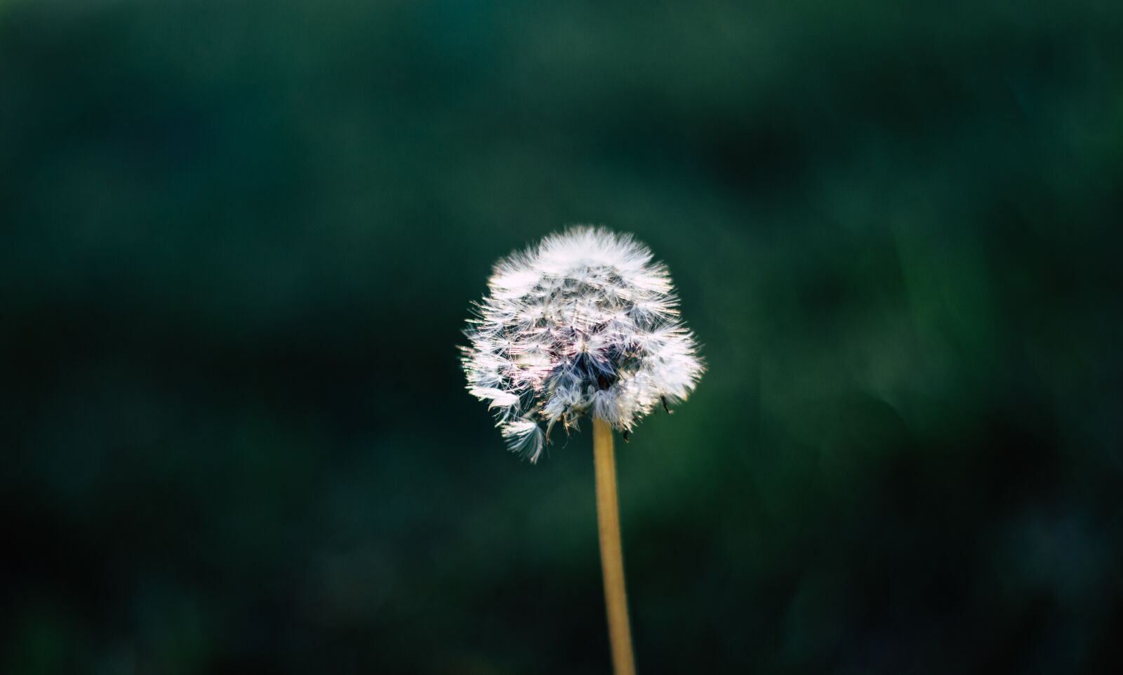 Canon EF 50mm F1.8 II sample photo. Dandelion, outdoor, nature photography