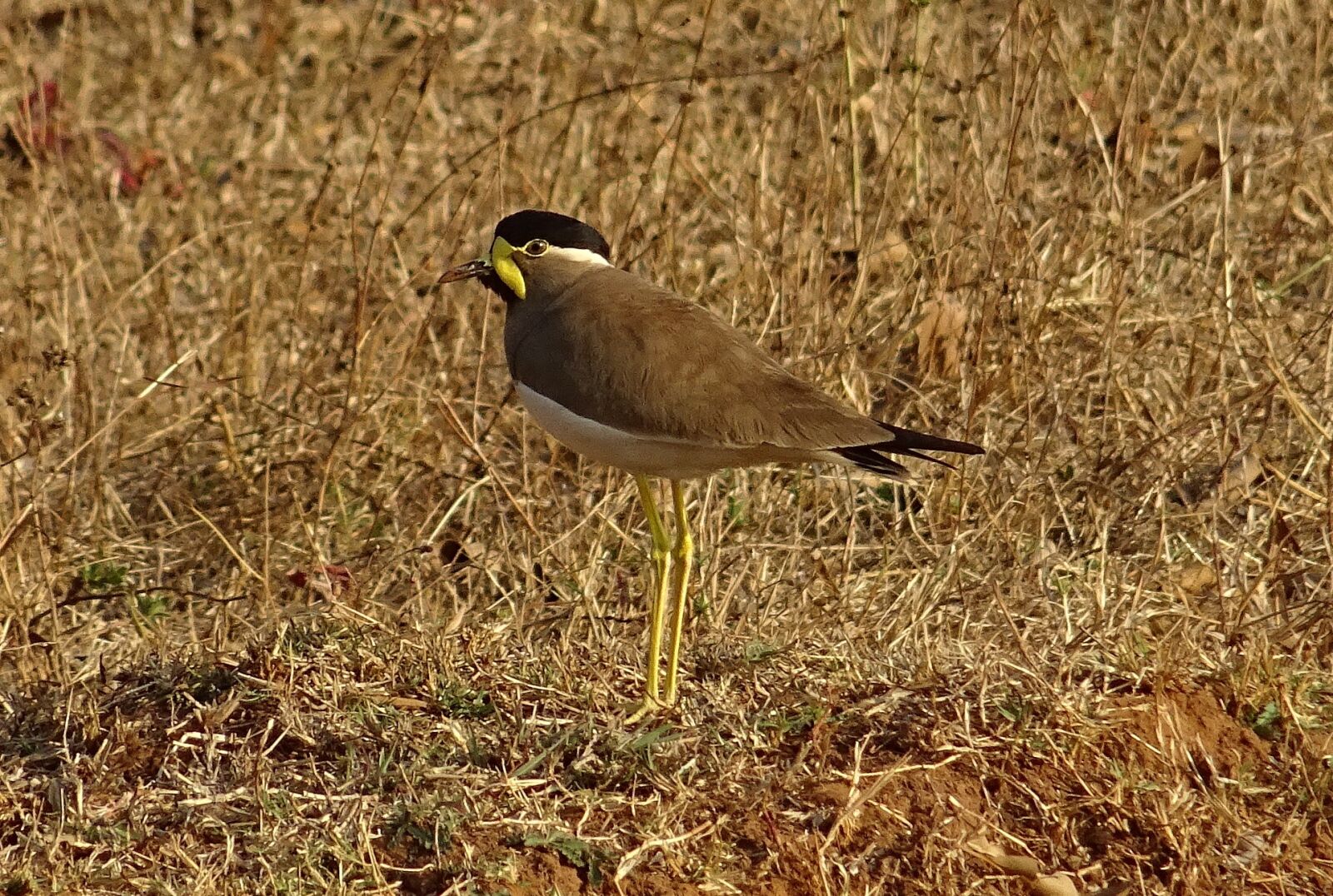 Sony DSC-HX60V sample photo. Bird, yellow-wattled lapwing, vanellus photography