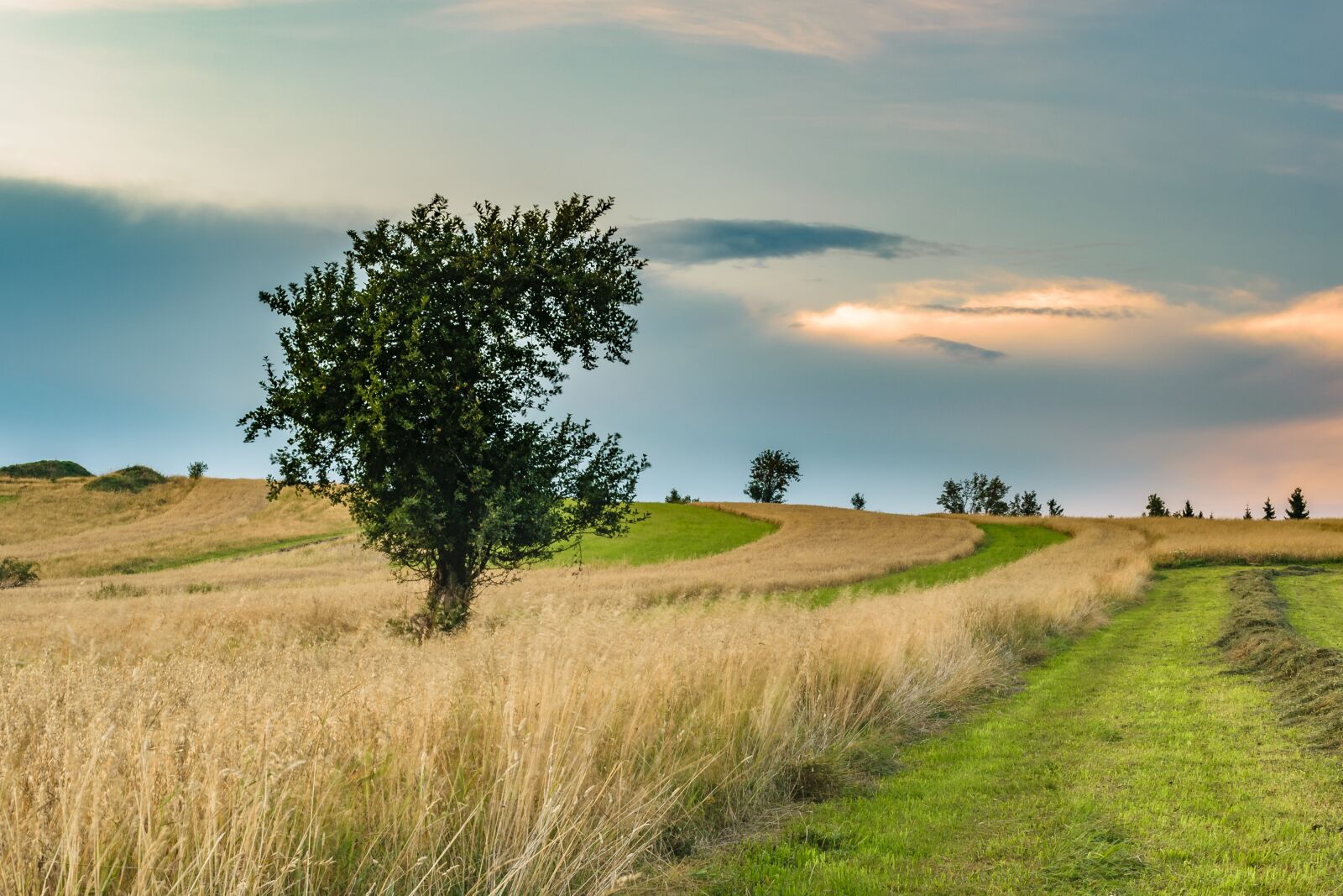 Nikon D5300 sample photo. Tree, apple, landscape photography