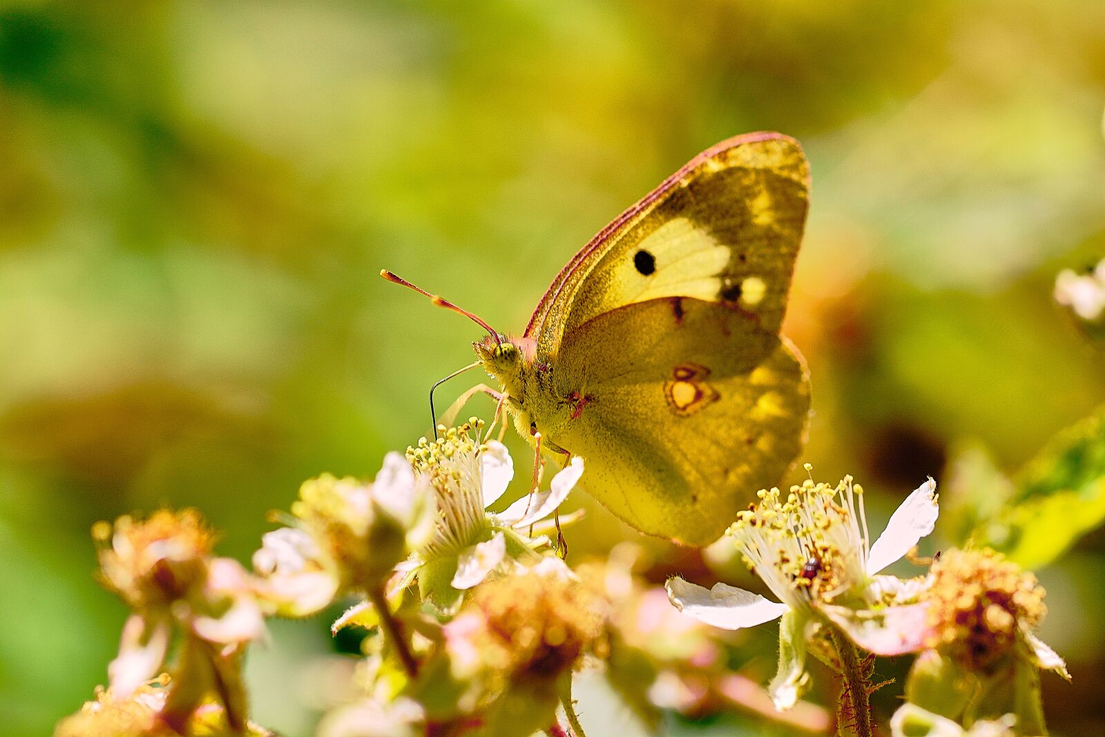 Nikon D5200 sample photo. Butterfly, insects, animals photography