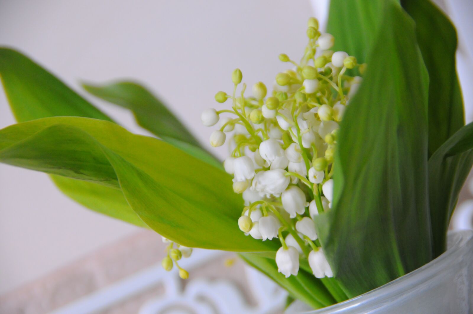 Nikon D300 sample photo. Plant, sheet, nature photography