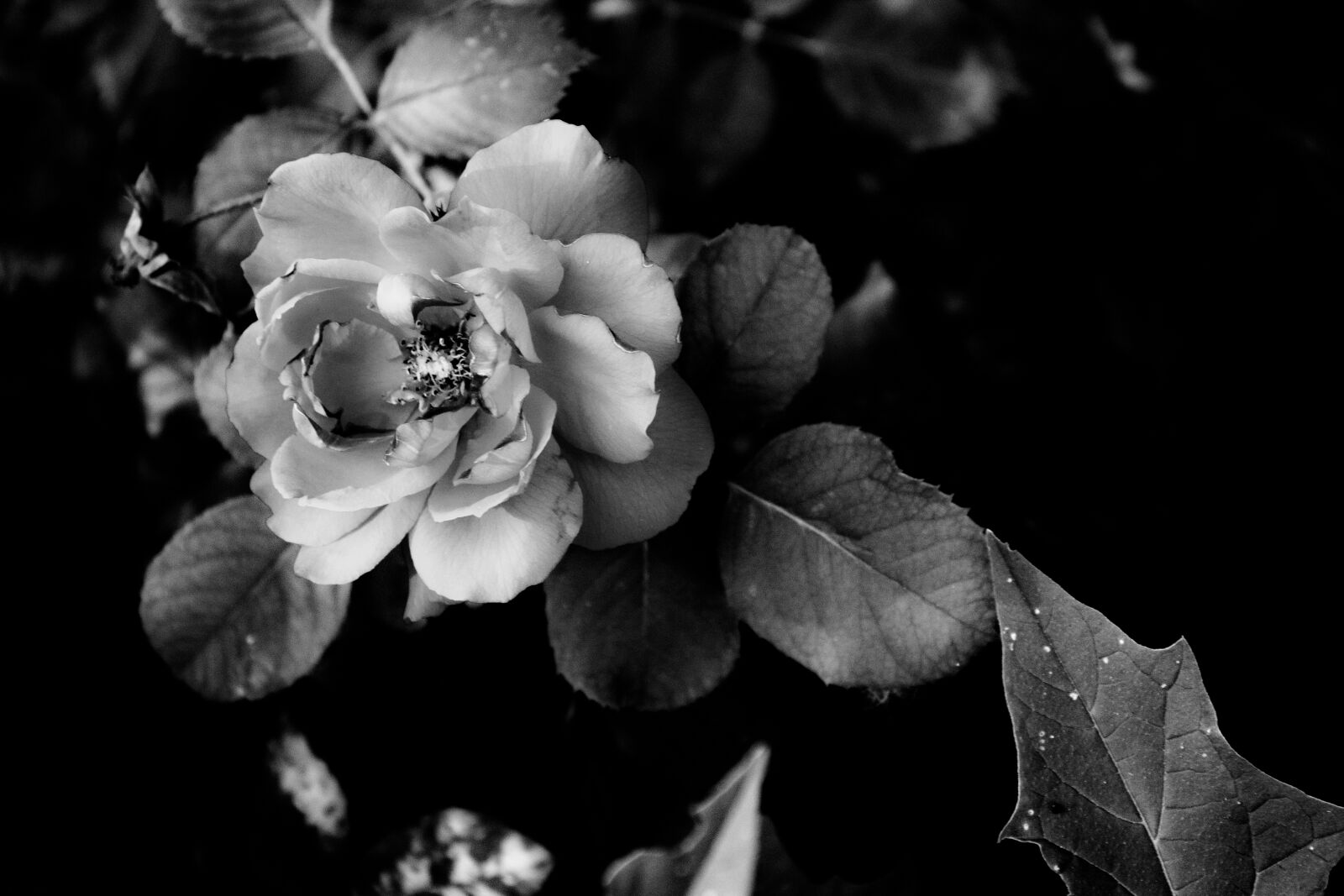 Canon EOS 550D (EOS Rebel T2i / EOS Kiss X4) sample photo. Black, and, white, canada photography