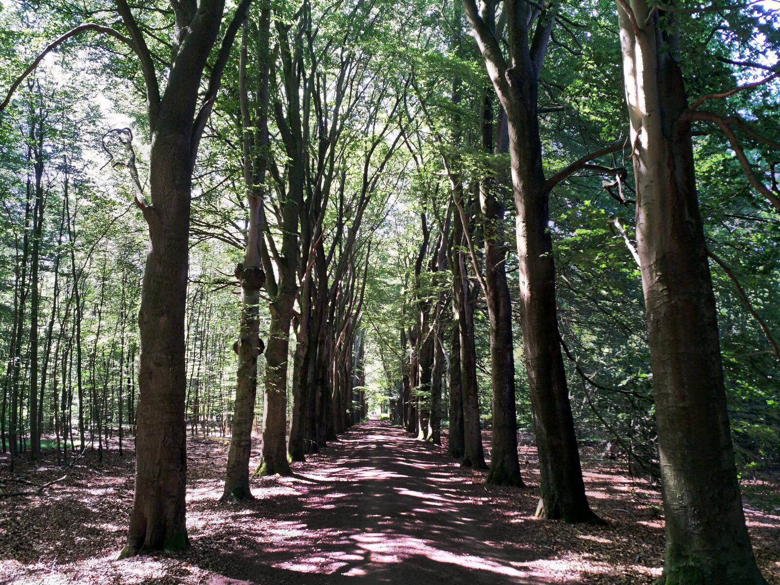 HMD Global Nokia 8 sample photo. Forest, nature, summer photography