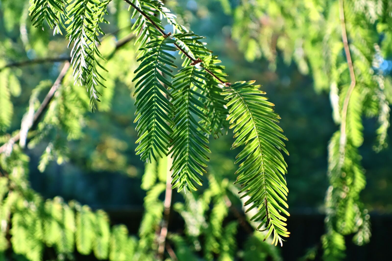 Sony Cyber-shot DSC-RX100 sample photo. Pine tree, branch, needles photography
