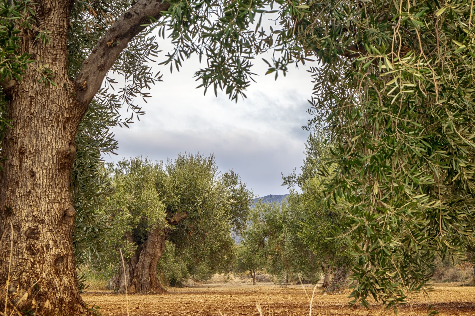 Nikon D3300 sample photo. Landscape, field, olive trees photography
