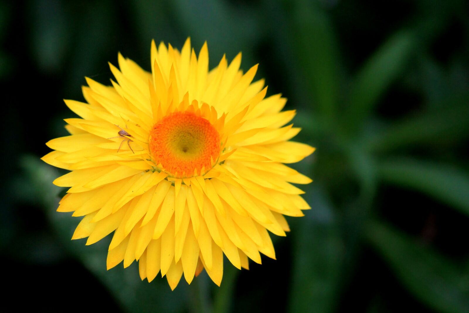 Canon EF-S 55-250mm F4-5.6 IS STM sample photo. Italicum, composites, yellow photography