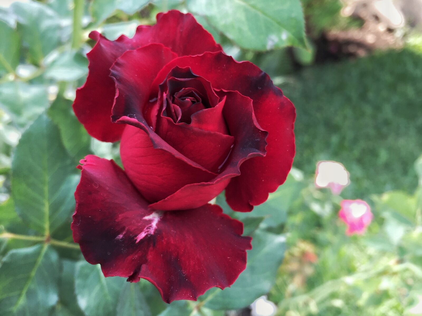 iPhone 6 Plus back camera 4.15mm f/2.2 sample photo. Rose, green, day photography
