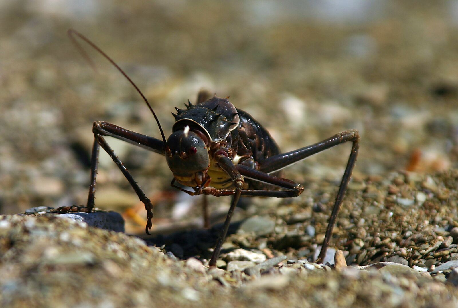 Canon EOS 300D (EOS Digital Rebel / EOS Kiss Digital) sample photo. Grille, scare, insect photography