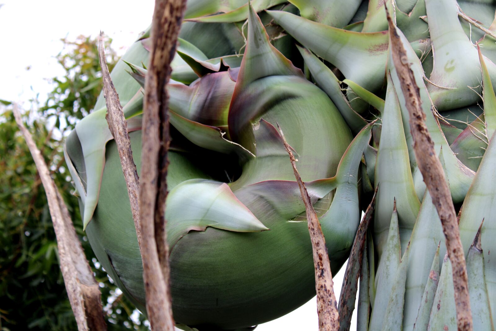 Canon EOS 2000D (EOS Rebel T7 / EOS Kiss X90 / EOS 1500D) sample photo. Agave tequilana plant close photography