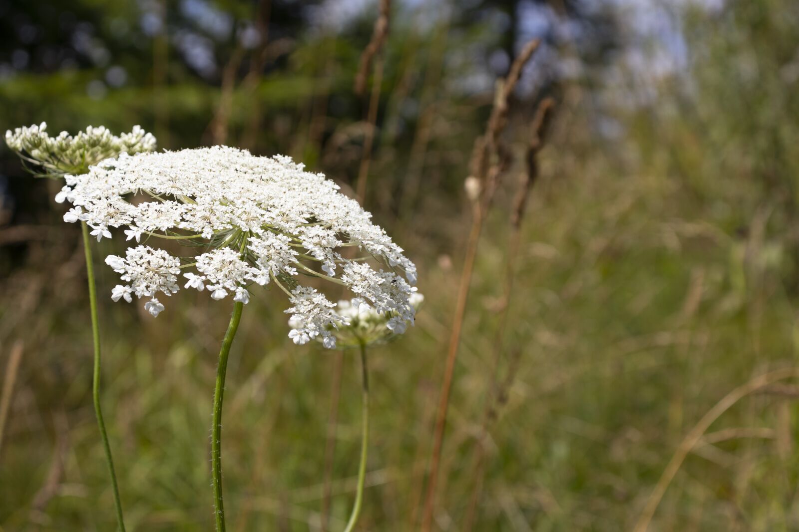 Canon EOS 200D (EOS Rebel SL2 / EOS Kiss X9) sample photo. Flower, grass, nature photography
