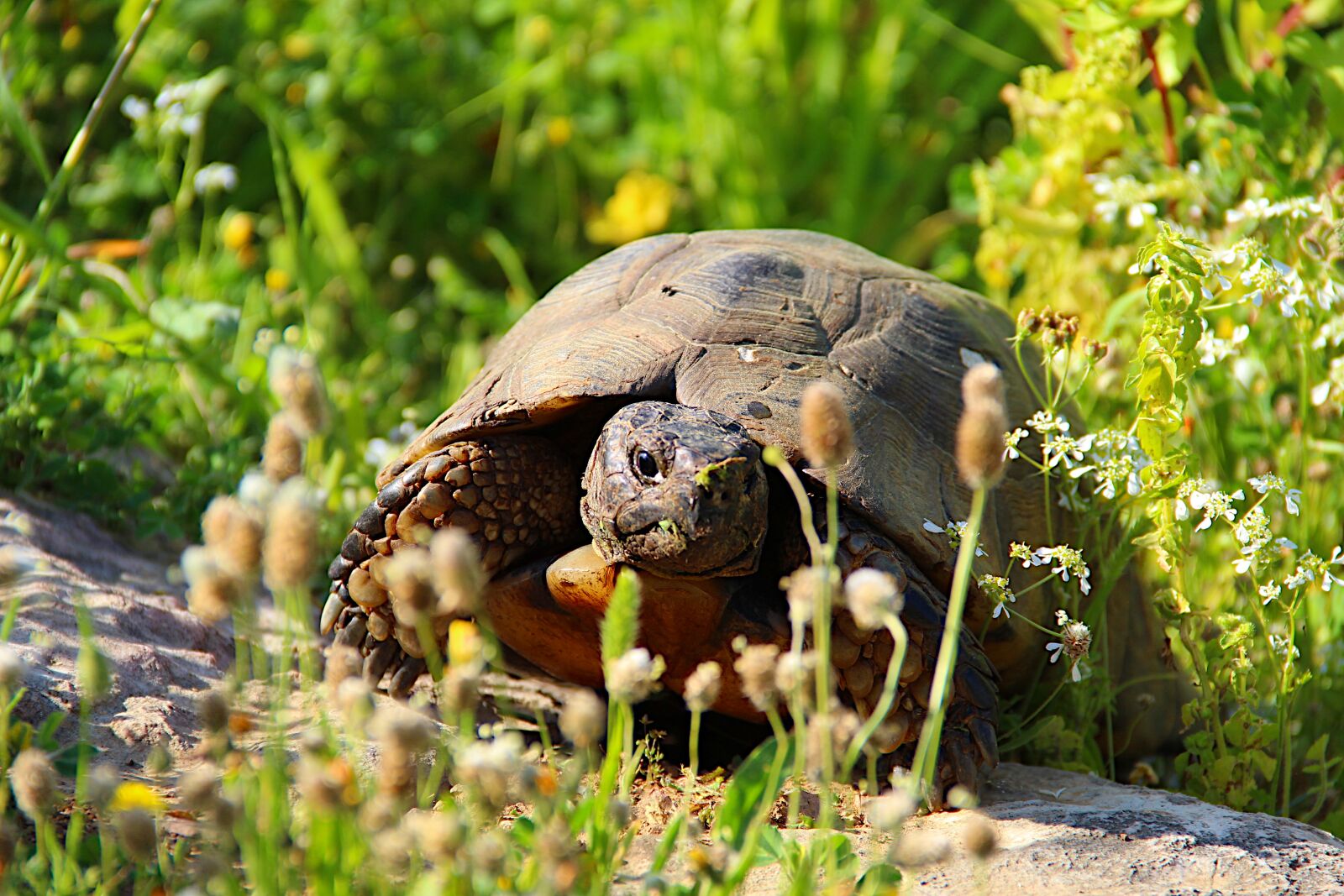 Canon EOS 4000D (EOS Rebel T100 / EOS 3000D) sample photo. Tortoise, wild, reptile photography