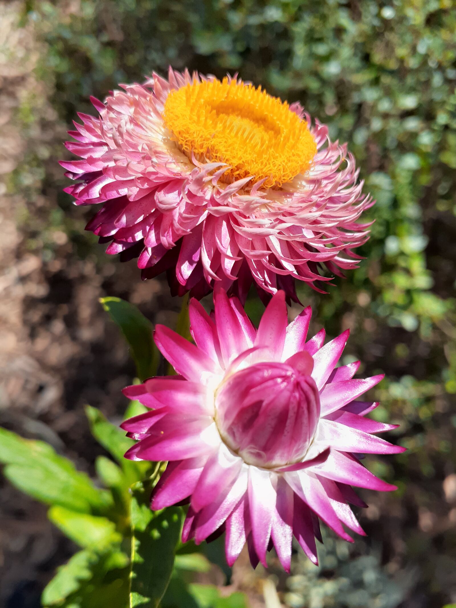 Samsung Galaxy A20 sample photo. Botanic gardens, flower, bloom photography